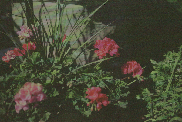 Polaroid Polachrome sample image.
